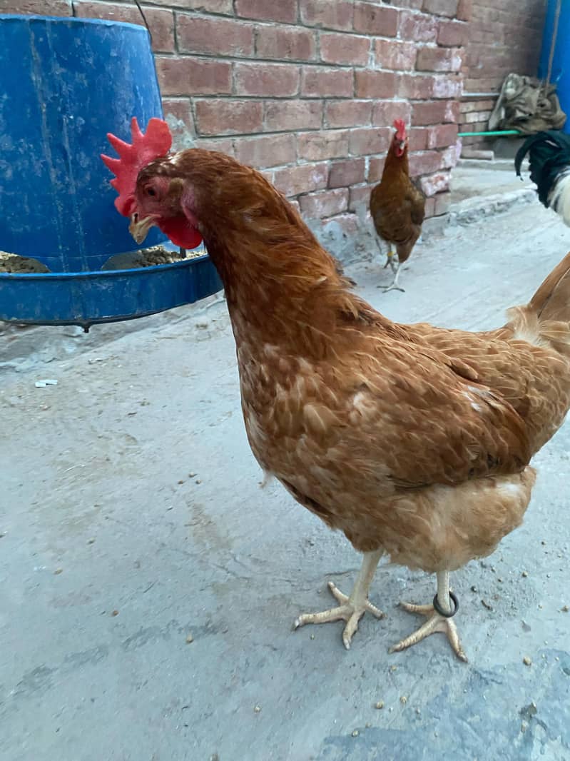 Premium Aseel & Golden Hens & Roosters for Sale! 17