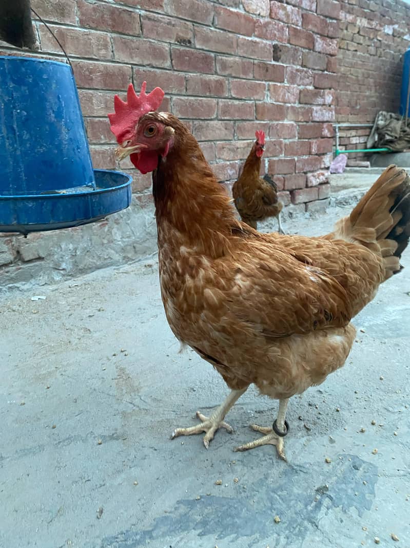 Premium Aseel & Golden Hens & Roosters for Sale! 18