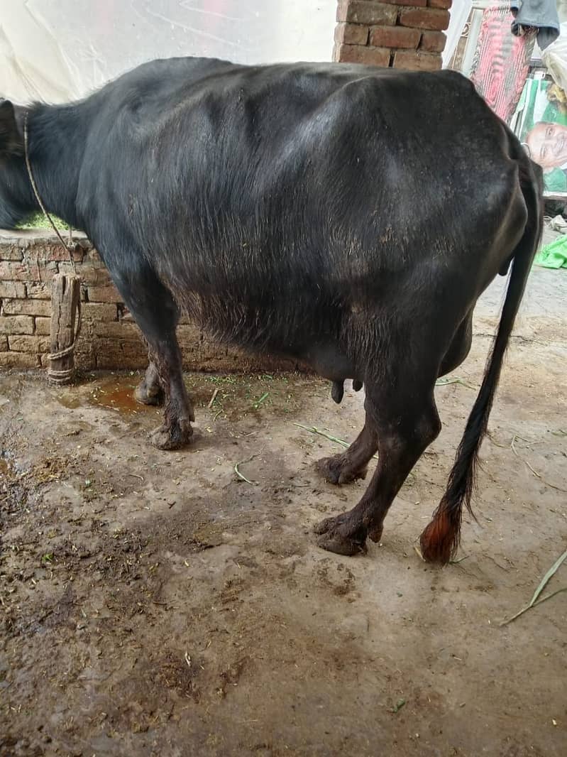 Cow / Buffalos / بھینس / Desi Cow / Neeli Ravi Buffalo For Sale 10