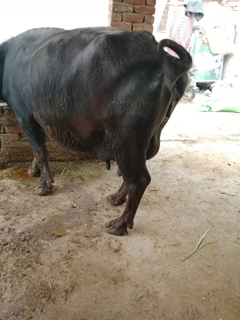 Cow / Buffalos / بھینس / Desi Cow / Neeli Ravi Buffalo For Sale 7