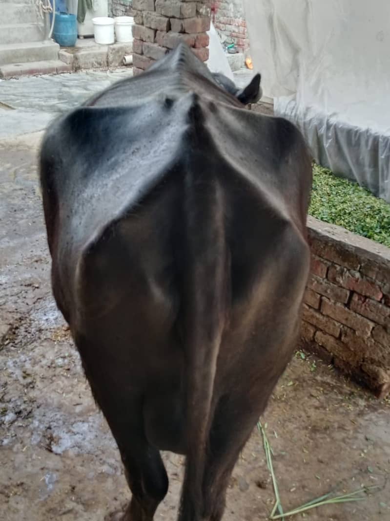 Cow / Buffalos / بھینس / Desi Cow / Neeli Ravi Buffalo For Sale 4