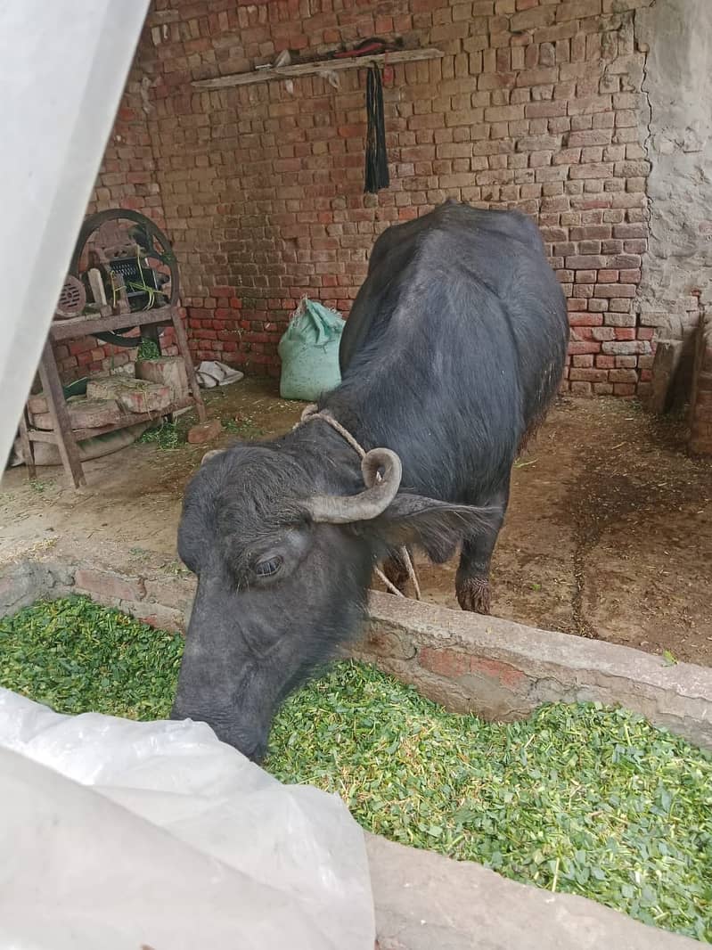 Cow / Buffalos / بھینس / Desi Cow / Neeli Ravi Buffalo For Sale 5