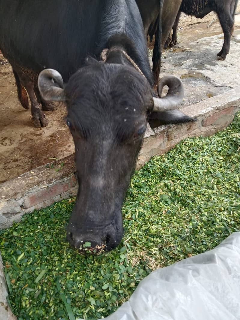 Cow / Buffalos / بھینس / Desi Cow / Neeli Ravi Buffalo For Sale 2