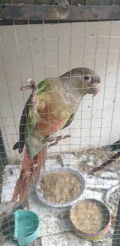 green conure female and pineapple conure male. . . male semi tamed hai