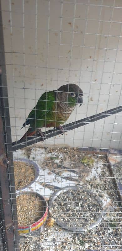 green conure female and pineapple conure male. . . . male semi tamed hai 1