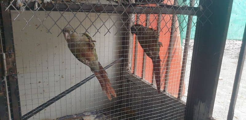 green conure female and pineapple conure male. . . . male semi tamed hai 2