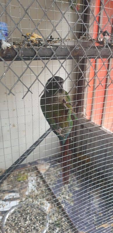 green conure female and pineapple conure male. . . . male semi tamed hai 3