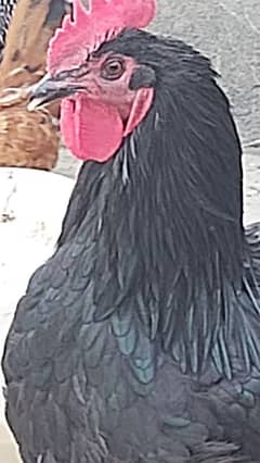 Australorp Haretage Male