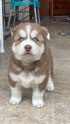 husky pupp