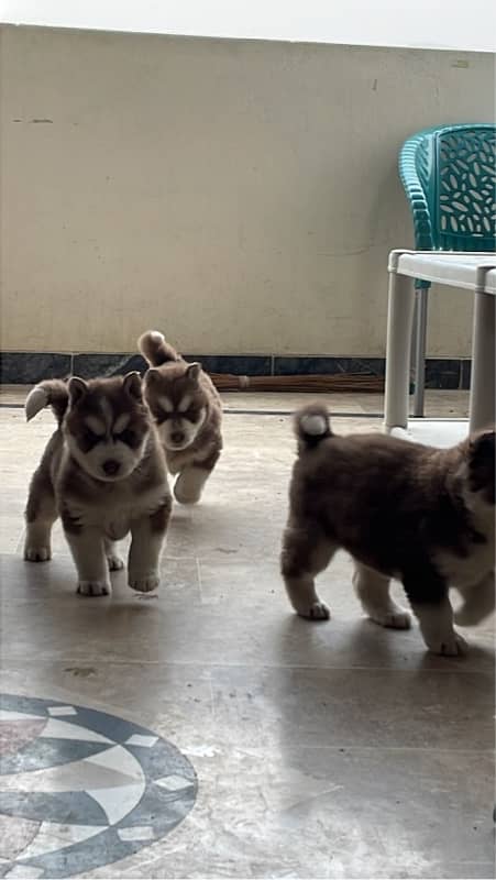 husky pupp 1