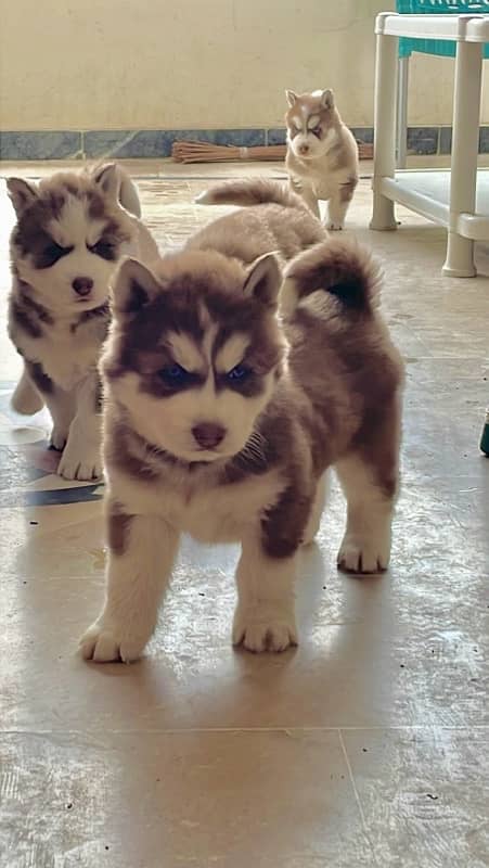 husky pupp 3