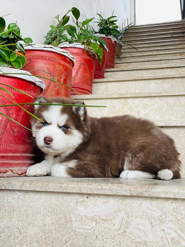 husky pupp 5