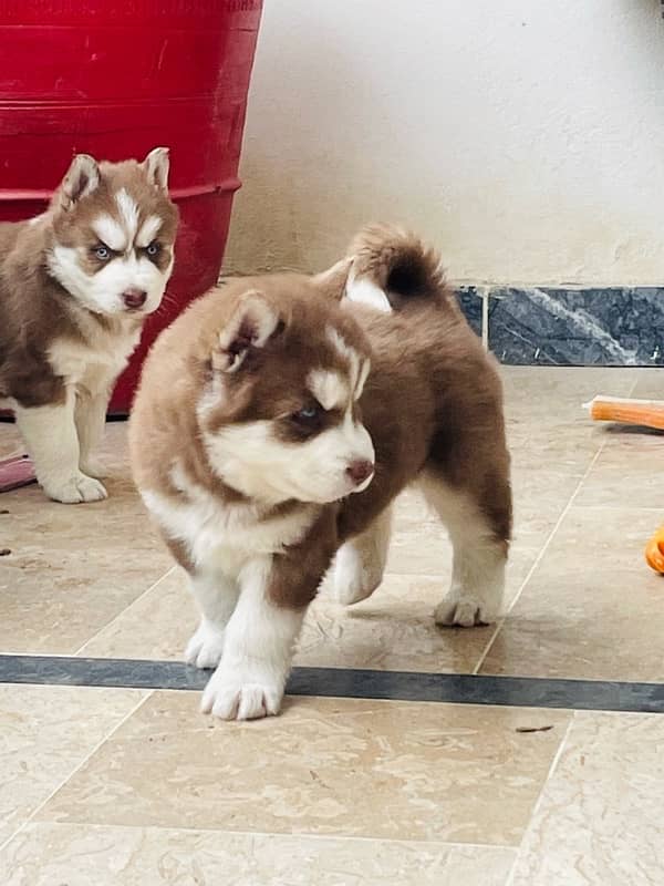 husky pupp 6