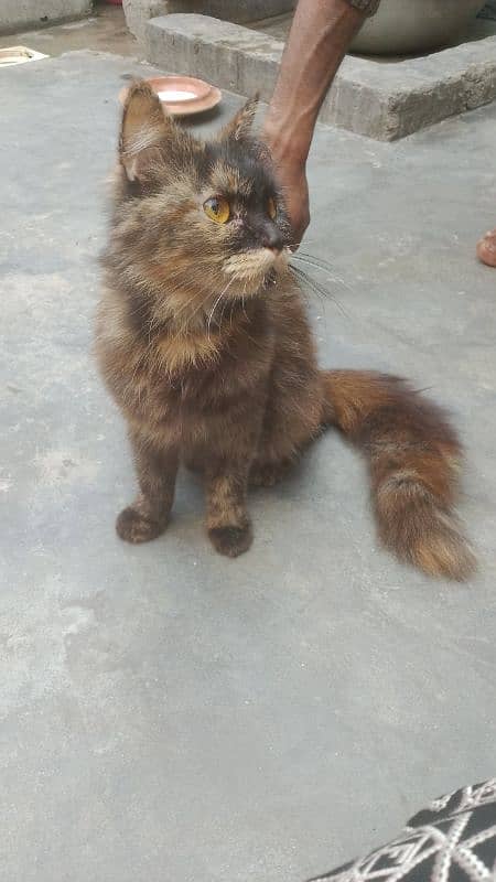 selling Persian cat 1