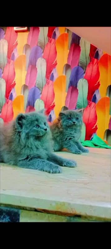 Persian cat for sale male or female my WhatsApp 0323=00=97=122 0