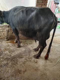 Cow / Buffalos / بھینس / Desi Cow / Neeli Ravi Buffalo For Sale