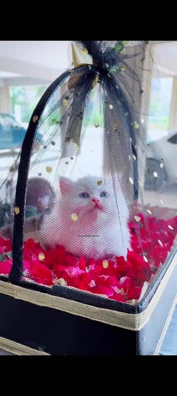 Persian cat for sale male or female my WhatsApp 0323=00=97=122 0