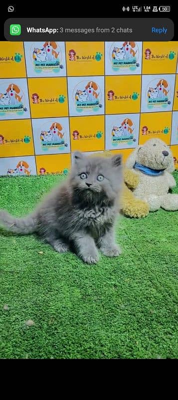 Persian cat for sale male or female my WhatsApp 0323=00=97=122 1