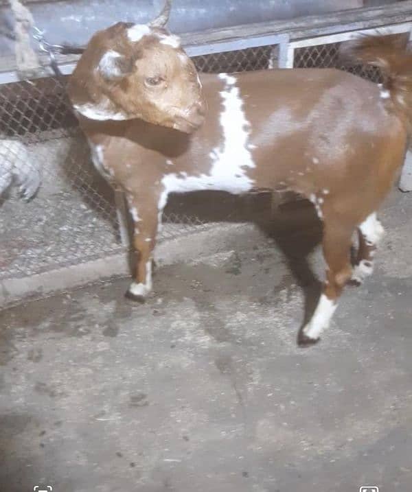 Blade Khassi tapre available for 2025 qurbani 0