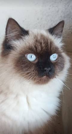 male Persian cat for sale all vaccine complete