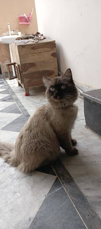 male Persian cat for sale all vaccine complete 1