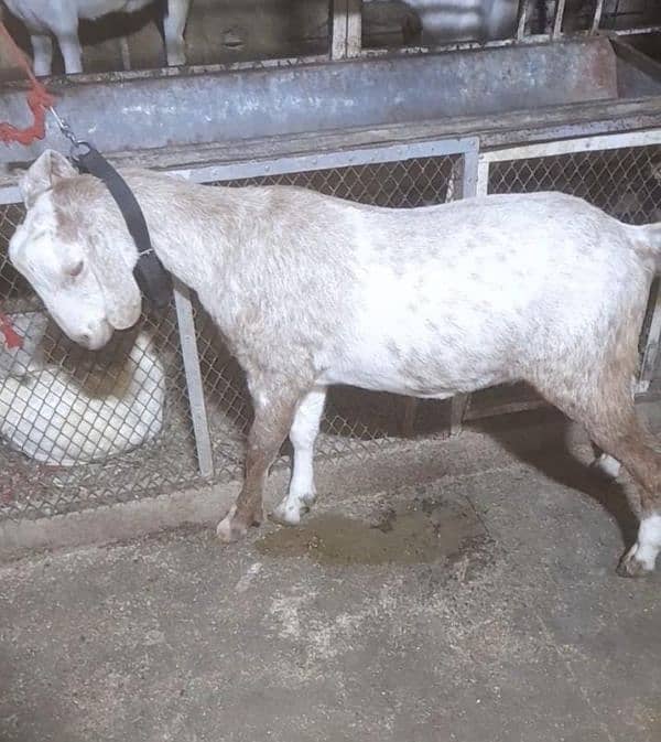 Blade Khassi tapre available for 2025 qurbani 2