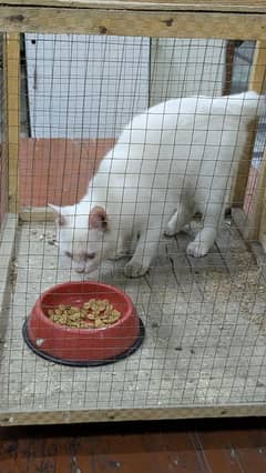 Pure Irani cat odd eyes  trained and playful