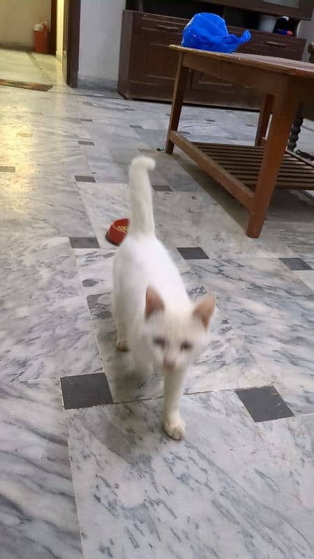 Pure Irani cat odd eyes  trained and playful 1