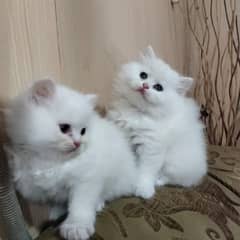 Punch face| Persian kittens |Triple coated