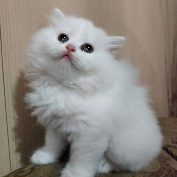 Punch face| Persian kittens |Triple coated 1