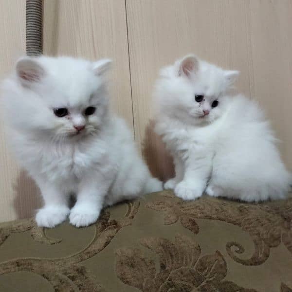 Punch face| Persian kittens |Triple coated 2