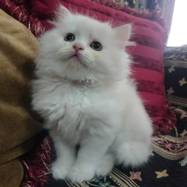 Punch face| Persian kittens |Triple coated 3