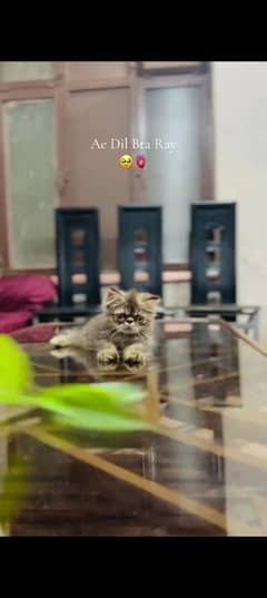 Persian cat for sale male or female my WhatsApp 0323=00=97=122