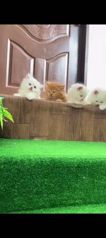 Persian cat for sale male or female my WhatsApp 0323=00=97=122 1