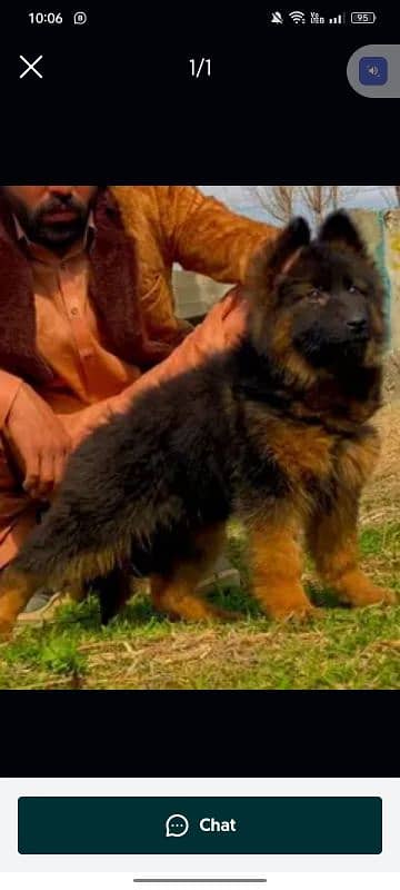 German Shepherd puppies 1