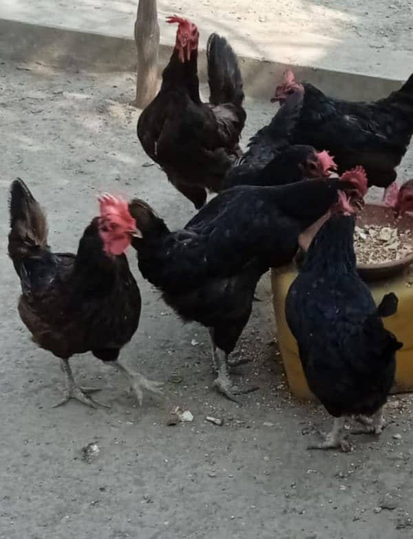 Eggs laying Australorp hens for sale 0