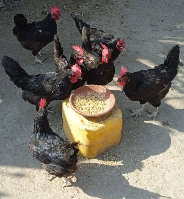 Eggs laying Australorp hens for sale 1