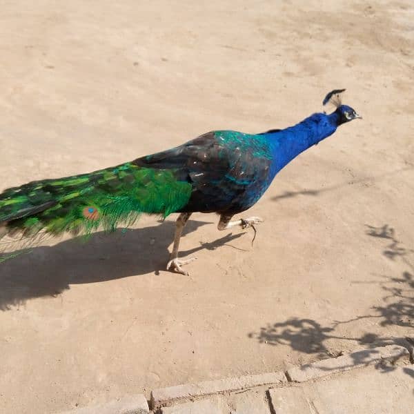 beautiful peacock 0