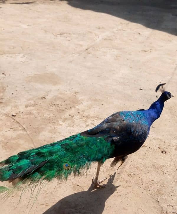 beautiful peacock 3