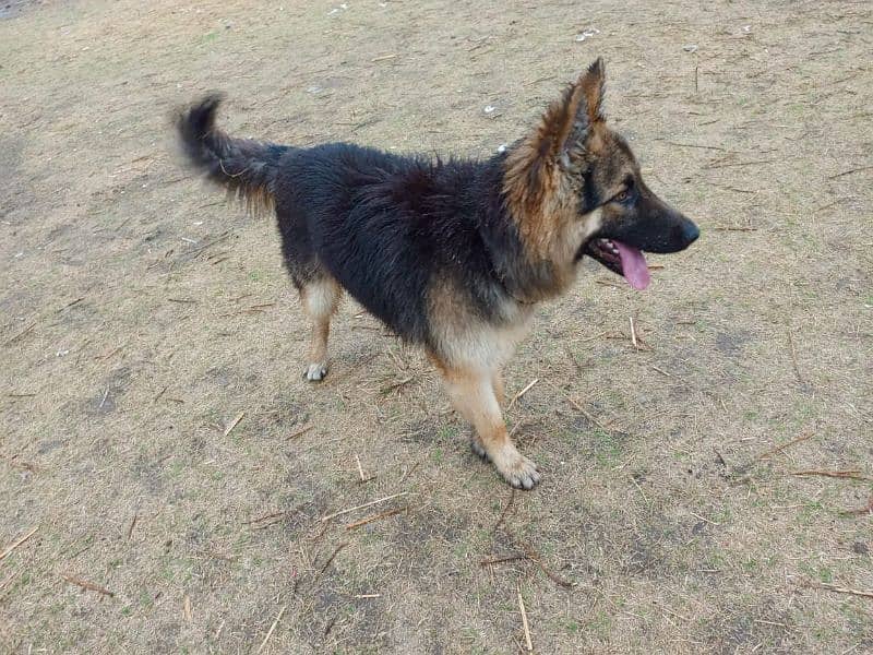 German shepherd double coat 2