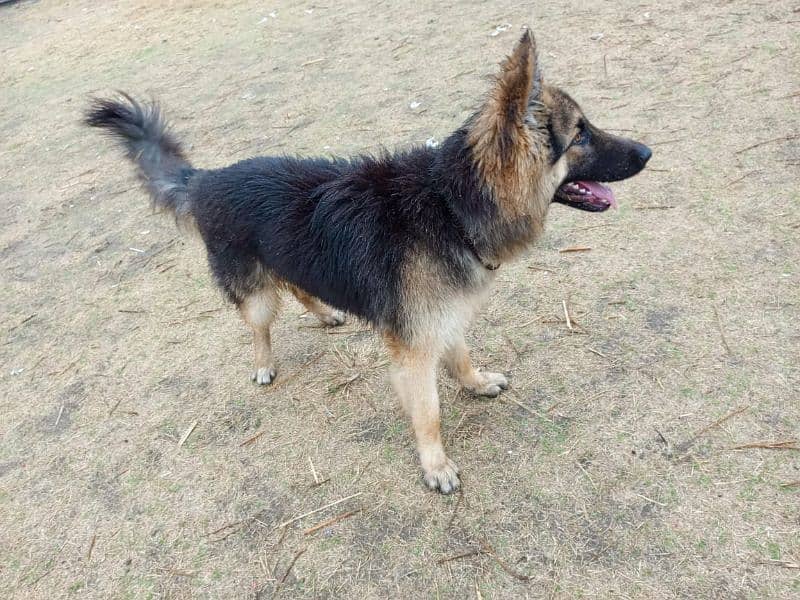 German shepherd double coat 3