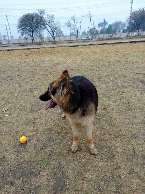 German shepherd double coat 5