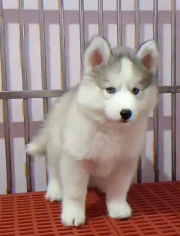 Siberianhusky puppie 0