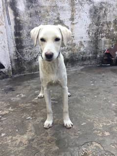 labrador female