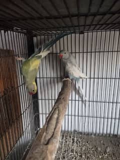 cobalt pied blue pied breeder pair