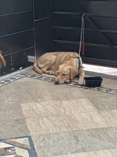 *Labrador 2 FEMale available for sale*