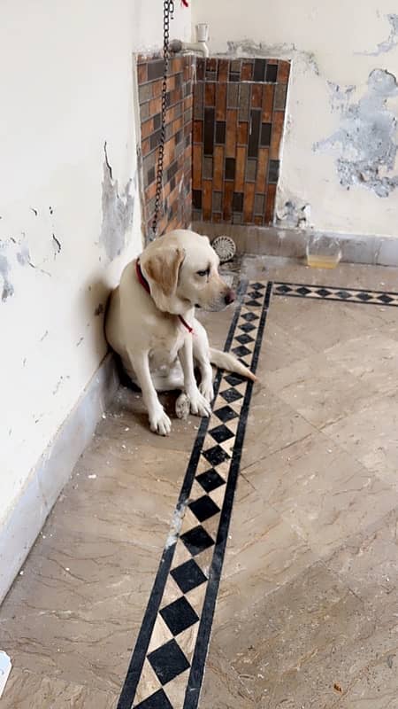 *Labrador 2 FEMale available for sale* 1