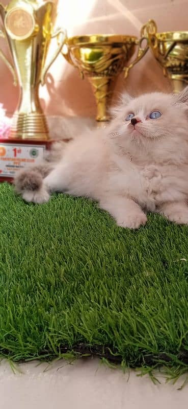 other cats kitten available 1