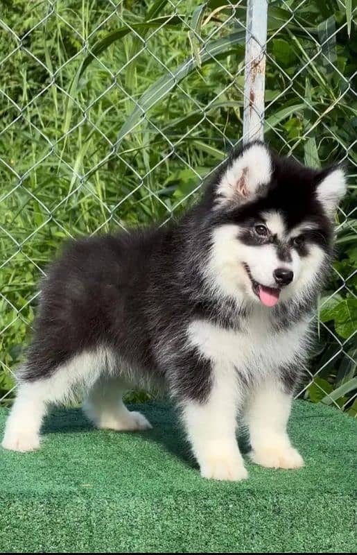 Siberianhusky puppie 2