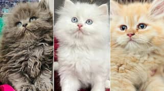 Persian kitten cats